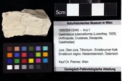 Foto (Objket + Etiketten) von Gastrosacus tuberosiformis (Lorenthey, 1929) 